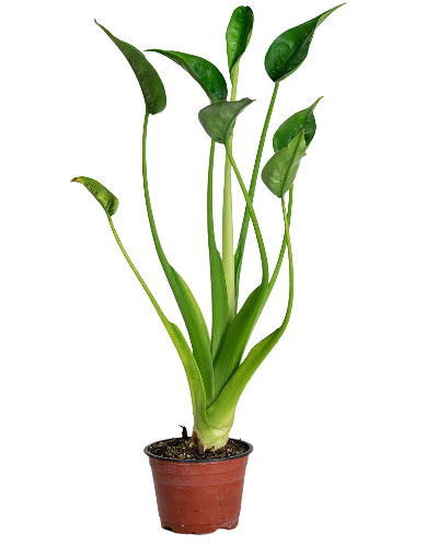 4" Alocasia Tiny Dancer
